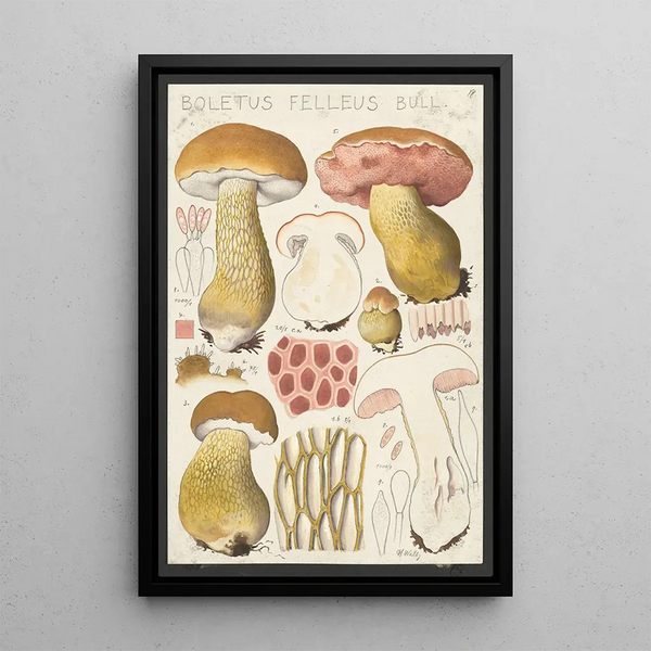 Boletus felleus Bull - Hans Baldung — framed artwork on a wall