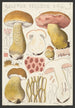 Boletus felleus Bull - Hans Baldung — artwork view