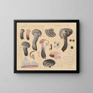 Boletus floccopus and Strobilomyces strobilaceus - Hans Baldung — framed artwork on a wall