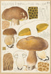 Boletus impolitus - Hans Baldung — artwork view