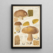Boletus impolitus - Hans Baldung — framed artwork on a wall