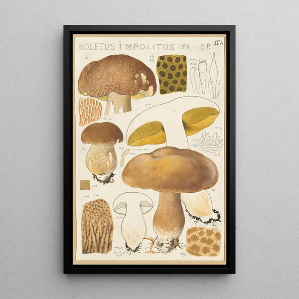 Boletus impolitus - Hans Baldung — framed artwork on a wall