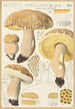 Boletus impolitus Fr reticulatus - Hans Baldung — artwork view