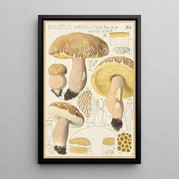 Boletus impolitus Fr reticulatus - Hans Baldung — framed artwork on a wall