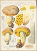 Boletus leoninus - Hans Baldung — artwork view