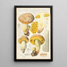 Boletus leoninus - Hans Baldung — framed artwork on a wall