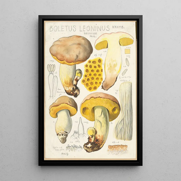 Boletus leoninus - Hans Baldung — framed artwork on a wall