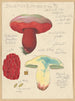 Boletus lupinus - Hans Baldung — artwork view