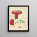 Boletus lupinus - Hans Baldung — framed artwork on a wall