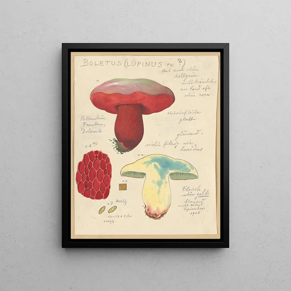 Boletus lupinus - Hans Baldung — framed artwork on a wall