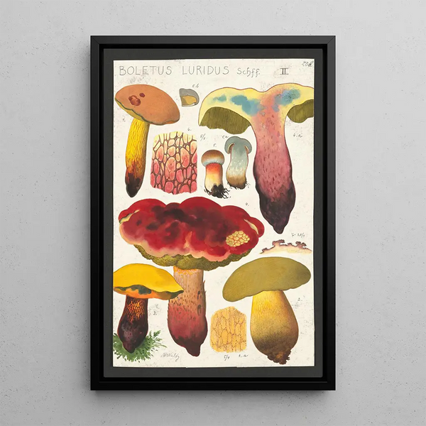 Boletus luridus Schaeffer - Hans Baldung — framed artwork on a wall