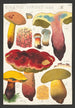 Boletus luridus Schaeffer - Hans Baldung — artwork view