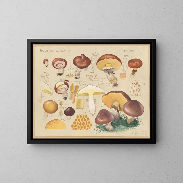 Boletus luteus - Hans Baldung — framed artwork on a wall
