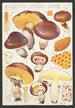 Boletus luteus Linn - Hans Baldung — artwork view