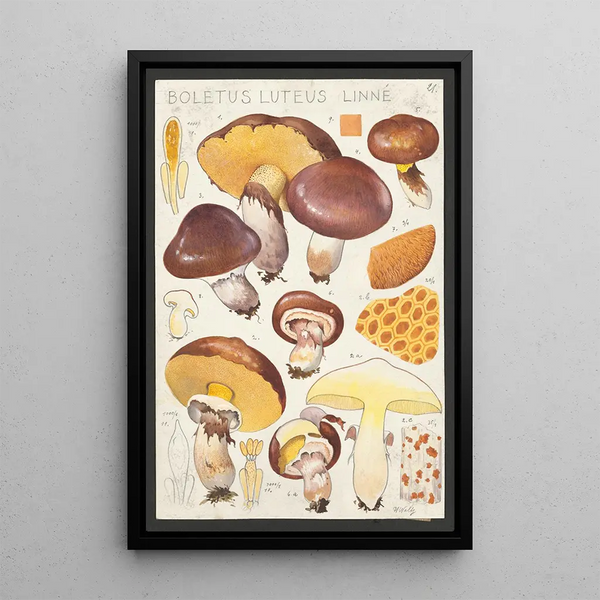 Boletus luteus Linn - Hans Baldung — framed artwork on a wall