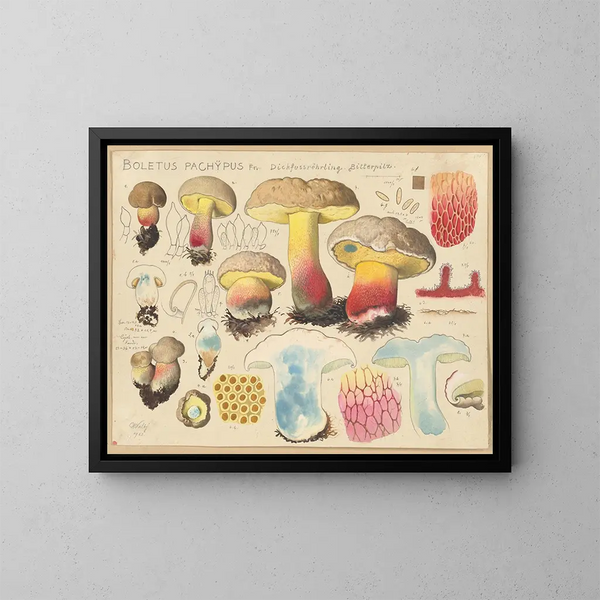 Boletus pachypus - Hans Baldung — framed artwork on a wall