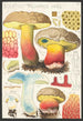 Boletus pachypus Fries - Hans Baldung — artwork view