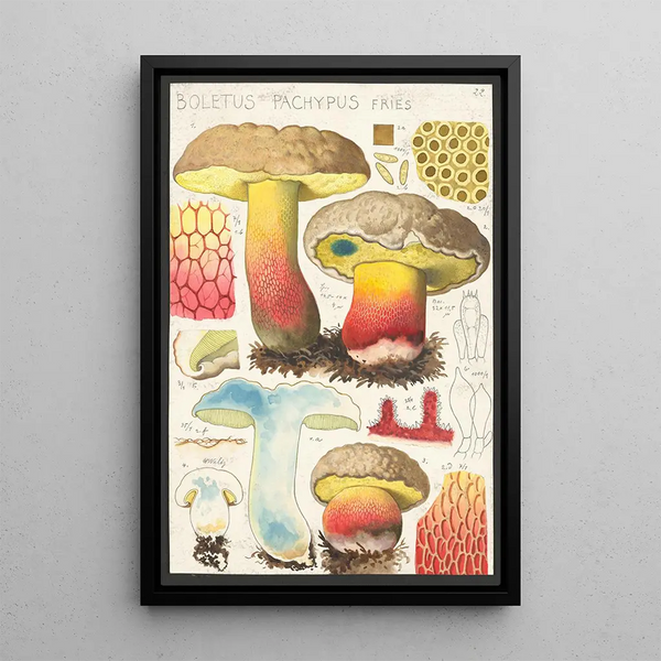Boletus pachypus Fries - Hans Baldung — framed artwork on a wall