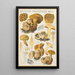 Boletus parasiticus - Hans Baldung — framed artwork on a wall