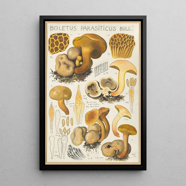 Boletus parasiticus - Hans Baldung — framed artwork on a wall