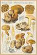 Boletus parasiticus - Hans Baldung — artwork view
