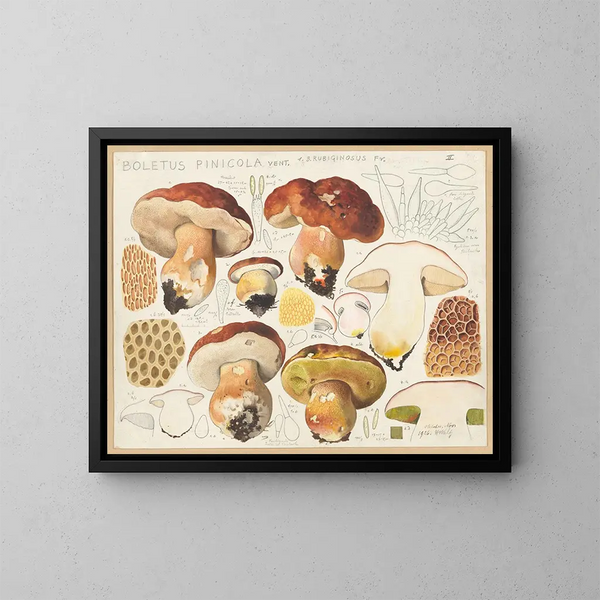 Bolet pinicola - Hans Baldung — framed artwork on a wall