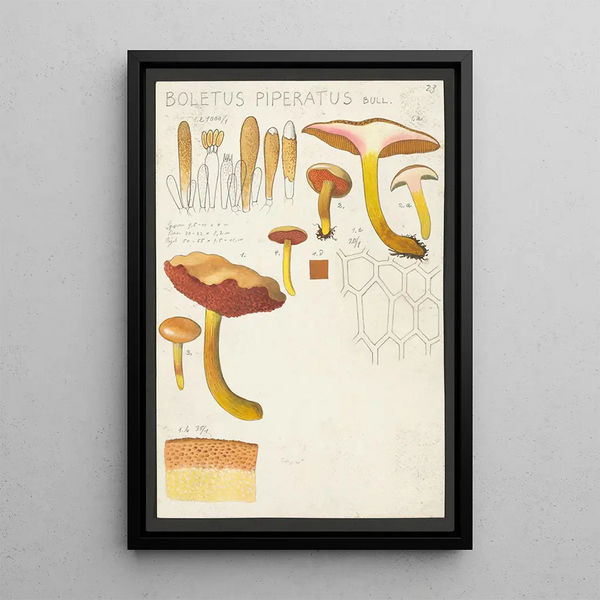 Boletus piperatus Bull - Hans Baldung — framed artwork on a wall