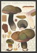 Boletus porphyrosporus Fr - Hans Baldung — artwork view