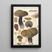 Boletus porphyrosporus Fr - Hans Baldung — framed artwork on a wall