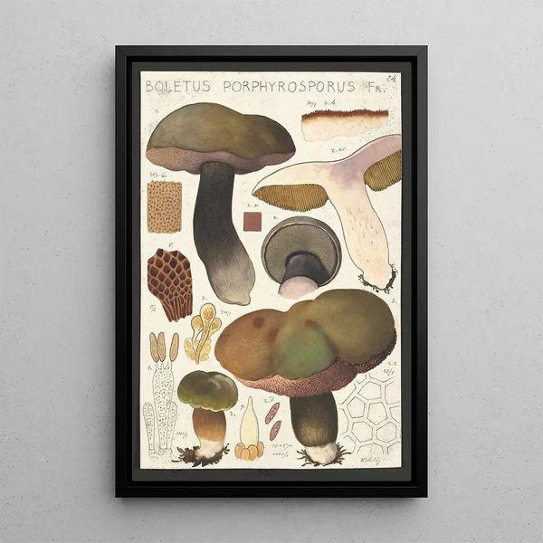 Boletus porphyrosporus Fr - Hans Baldung — framed artwork on a wall
