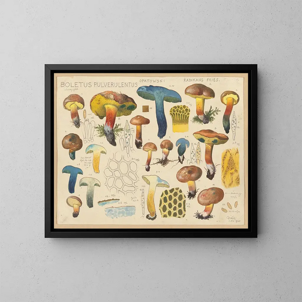 Boletus pulverulentus Opatowski radikans - Hans Baldung — framed artwork on a wall