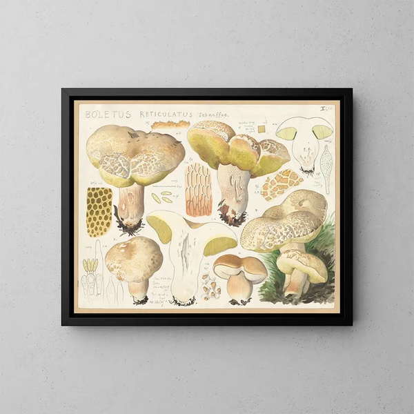 Boletus réticulé - Hans Baldung — framed artwork on a wall