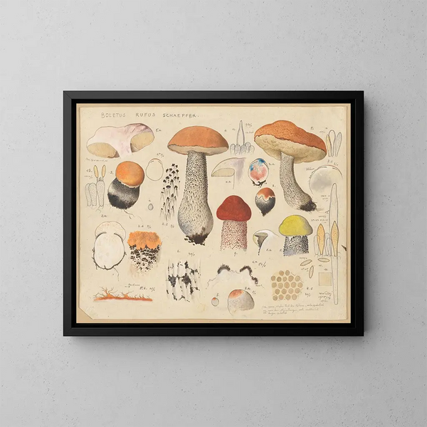 Bolet rufus - Hans Baldung — framed artwork on a wall