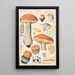 Boletus rufus Schaeffer rufescens secretan - Hans Baldung — framed artwork on a wall