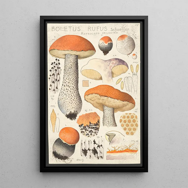 Boletus rufus Schaeffer rufescens secretan - Hans Baldung — framed artwork on a wall