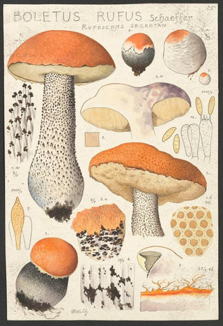 Hans Walty - Boletus rufus Schaeffer rufescens secretan.webp