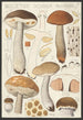 Boletus scaber Bulliard - Hans Baldung — artwork view