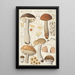 Boletus scaber Bulliard - Hans Baldung — framed artwork on a wall