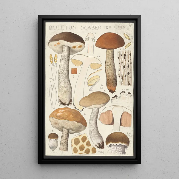 Boletus scaber Bulliard - Hans Baldung — framed artwork on a wall
