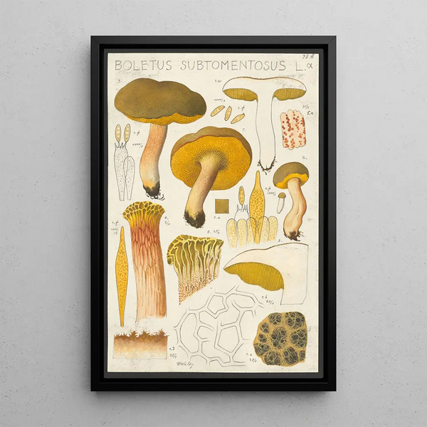 Boletus subtomentosus L - Hans Baldung — framed artwork on a wall
