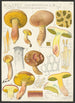 Boletus subtomentosus L Subsp eriophorus Rostkowius - Hans Baldung — artwork view