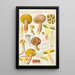 Boletus subtomentosus L Subsp eriophorus Rostkowius - Hans Baldung — framed artwork on a wall
