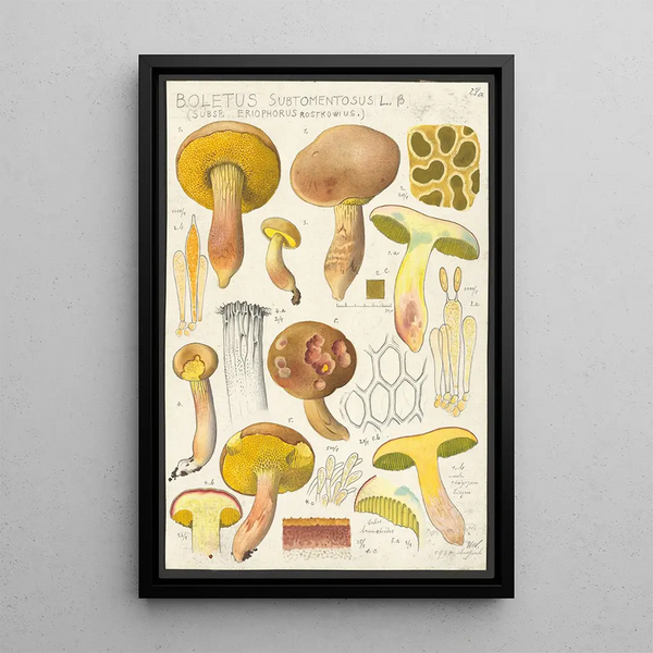 Boletus subtomentosus L Subsp eriophorus Rostkowius - Hans Baldung — framed artwork on a wall