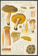 Boletus subtomentosus L - Hans Baldung — artwork view