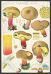 Boletus terreus Secr - Hans Baldung — artwork view