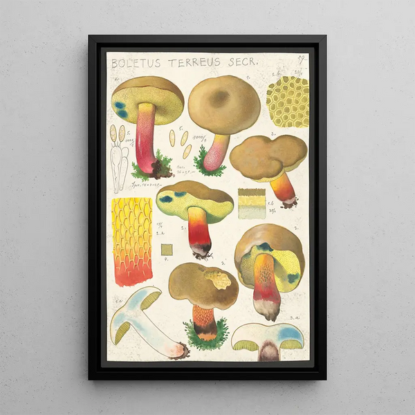 Boletus terreus Secr - Hans Baldung — framed artwork on a wall