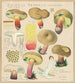 Boletus terreus Secretan - Hans Baldung — artwork view