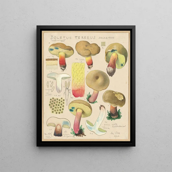 Boletus terreus Secretan - Hans Baldung — framed artwork on a wall
