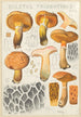 Boletus tridentinus - Hans Baldung — artwork view