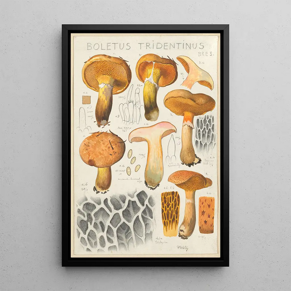Boletus tridentinus - Hans Baldung — framed artwork on a wall
